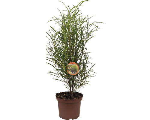 Krušina jelšová FloraSelf Rhamnus frangula 'Fine Line' výška 40-60 cm kvetináč 5 l Kroton Codiaeum v kvetináči