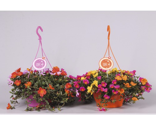 Portulaka veľkokvetá FloraSelf Portulaca grandiflora 'Carnaval' Ø 25 cm kvetináč Dva závesné kvetináče s rôznofarebnými portulakami.