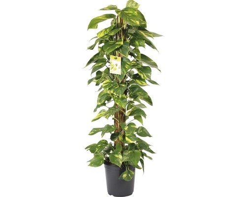 Šplhavnica, šplhavník FloraSelf Scindapsus aureum výška cca 120 cm kvetináč Ø 24 cm Potosovec zlatý izbová rastlina s oporou v kvetináči