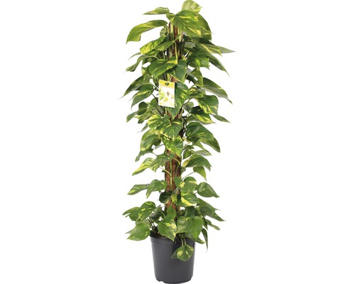 Potosovec zlatý FloraSelf Scindapsus aureum výška cca 120 cm kvetináč Ø 24 cm