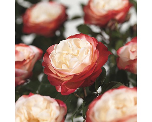 Ruža kríková Nostalgia® FloraSelf 30-40 cm kvetináč 3 l plnokvetá