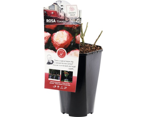 Ruža Nostalgia v kvetináči