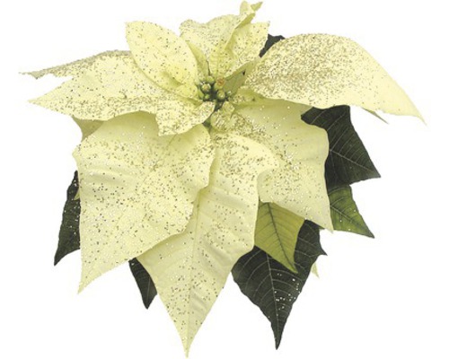 Vianočná hviezda viacvýhonová s trblietkami kvetináč Ø 12 cm