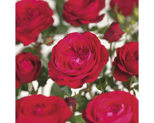 Záhonová ruža Floraself Rosa 'Red Meilove' 15-60 cm kvetináč 3 l