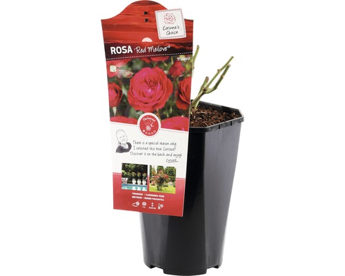 Ruža Red Meilove v kvetináči