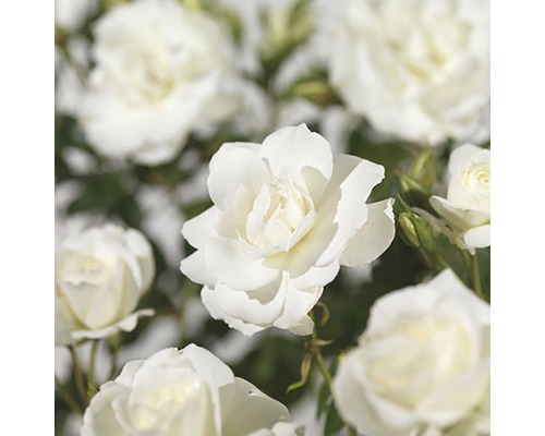 Detail bielych kvetov ruží