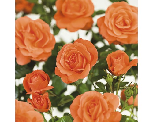 Kríková ruža FloraSelf Rosa 'Newsflash' 50-80 cm kvetináč 3 l