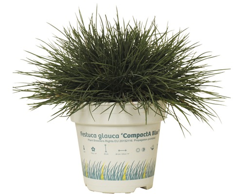 Kostrava FloraSelf Festuca glauca 'Compacta Blue' 5-15 cm kvetináč 0,5 l