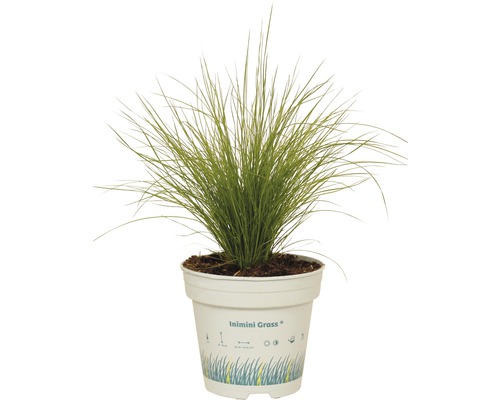 Ozdobná tráva v kvetináči