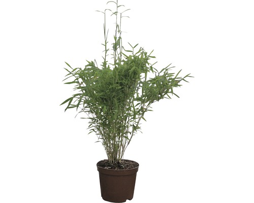 Bambusová rastlina v kvetináči