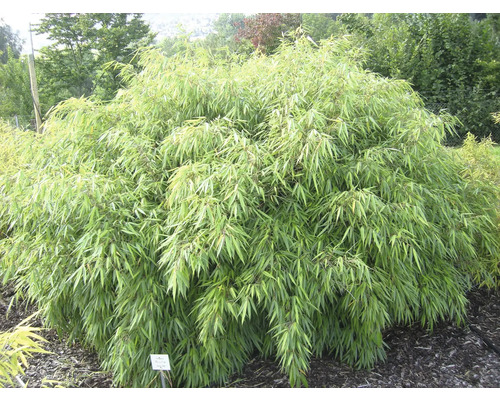 Bambusová rastlina v záhrade