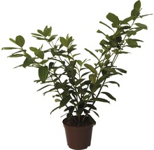 Vavrínovec lekársky 40 – 60 cm