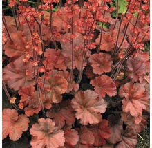 Heuchera rastlina s listami a kvetmi