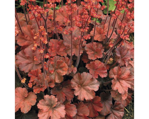 Heuchera rastlina s listami a kvetmi