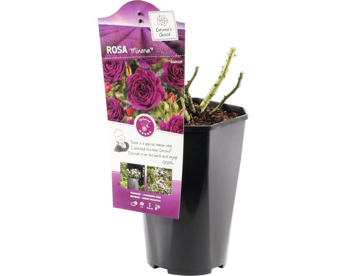 Ruža Minerva v kvetináči