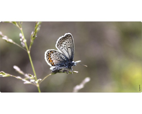 Obklad do kúpeľne mySPOTTI aqua Schmetterling 90x45 cm Motýľ na rastline