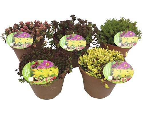 Rôzne rozchodníky v kvetináčoch