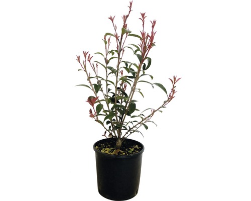 Červienka 'Robusta Compacta' FloraSelf Photinia fraseri 'Robusta Compacta' výška 50-70 cm kvetináč 5 l