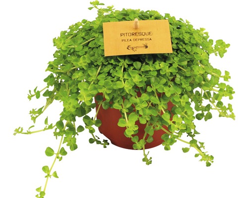 Pilea Depressa izbová rastlina v kvetináči