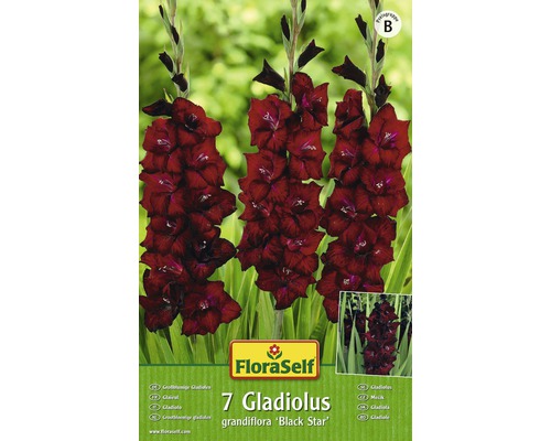 Gladioly FloraSelf grandiflora „Black Star“ 7 ks