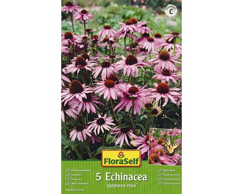 Echinacea Purpurea Rosa FloraSelf 5 ks