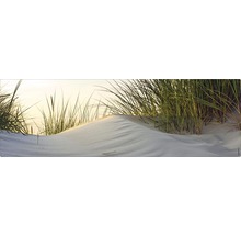 Pobrežná tráva na piesočnej dune
