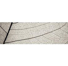 Detailný záber štruktúry listovej kostry