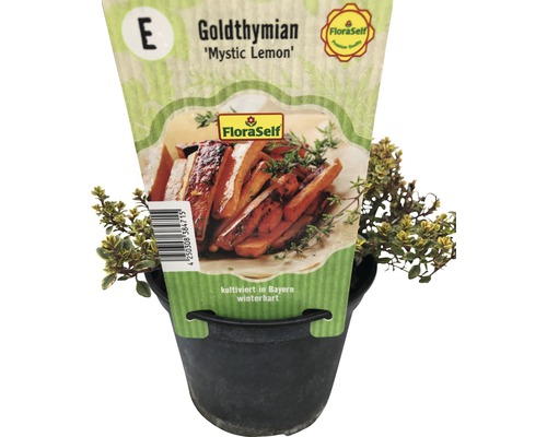 Materina dúška citrónová FloraSelf Thymus citriodorus 'Mystic Lemon' kvetináč Ø 12 cm Tymián zlatý ''Mystic Lemon'' v kvetináči