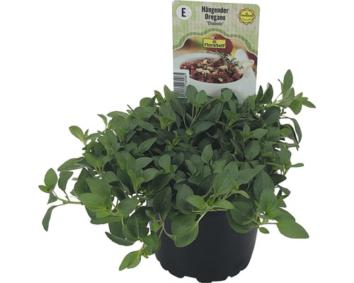 Visiace oregano Diabolo v kvetináči