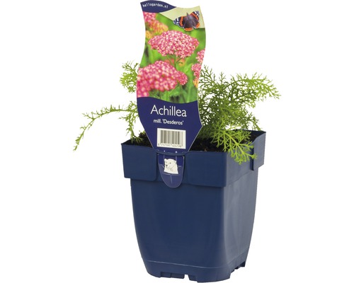 Rebríček obyčajný FloraSelf Achillea millefolium 'Desderos' 5-30 cm kvetináč 0,5 l Rebríček rastlina v kvetináči