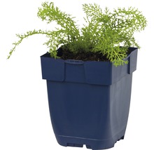 Rebríček obyčajný FloraSelf Achillea millefolium 'Desderos' 5-30 cm kvetináč 0,5 l