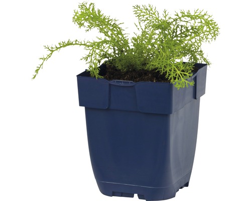 Zelená rastlina v modrom kvetináči