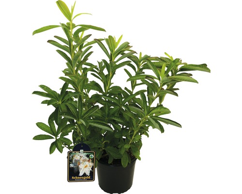 Rododendron ''Schneegold'' v kvetináči