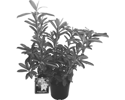 Rododendron Schneegold v kvetináči