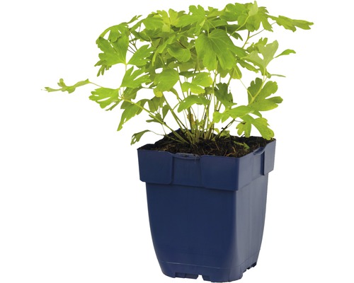 Rastlina chochlačky v kvetináči