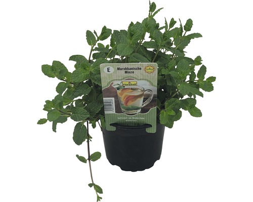 Mäta marocká FloraSelf Mentha spicata 'Marokko' kvetináč Ø 12 cm