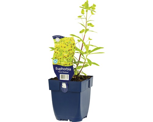 Mliečnik pestrofarebný FloraSelf Euphorbia x martinii 'Ascot Rainbow' 5-30 cm kvetináč 0,5 l Mliečnik pestrofarebný FloraSelf Euphorbia x martinii 'Ascot Rainbow' 5-30 cm kvetináč 0,5 l