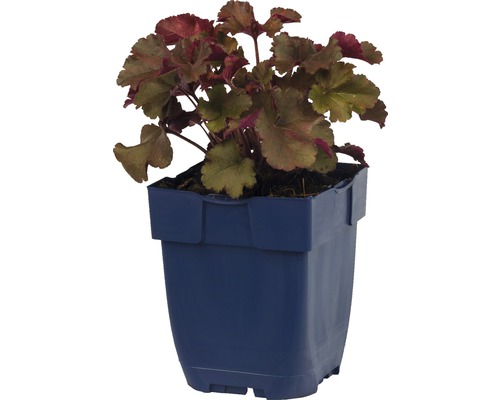 Heuchera rastlina v kvetináči