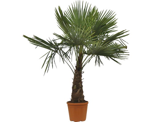 Palma konopná, žumara FloraSelf Trachycarpus fortunei výška kmeňa 40-50 cm výška 120-130 cm kvetináč Ø 40 cm Palma konopná, žumara FloraSelf Trachycarpus fortunei výška kmeňa 40-50 cm výška 120-130 cm kvetináč Ø 40 cm
