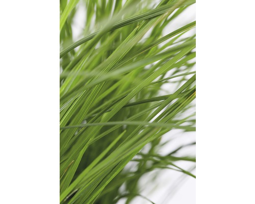 Tráva metlica trsnatá FloraSelf Deschampsia cespitosa 10-40 cm kvetináč Ø 14 cm Stiebla trávy v detaile