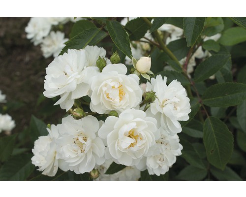 Ruža popínavá Rosa x Hybride 'Guirlande d'Amour' so zabaleným koreňovým balom