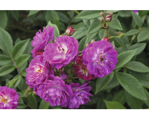 Ruža popínavá Rosa Climber 'Perennial Blue'