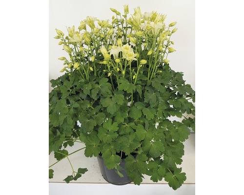 Orlíček obyčajný mix FloraSelf Aquilegia vulgaris 'Winky' výška 30-40 cm kvetináč 5 l 1 ks, rôzne druhy Orlíček obyčajný mix FloraSelf Aquilegia vulgaris 'Winky' výška 30-40 cm kvetináč 5 l 1 ks, rôzne druhy
