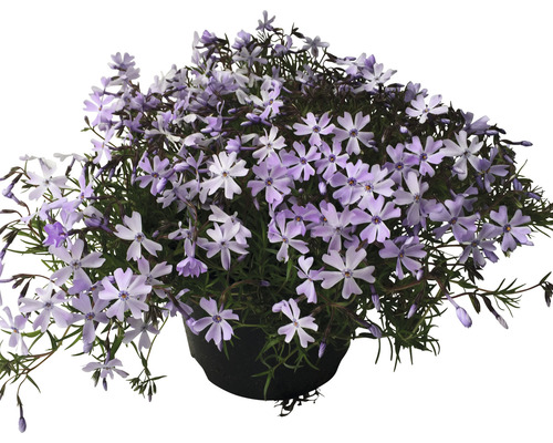 Flox subulata výška 25-30 cm kvetináč 4,5 l 1ks, rôzne druhy