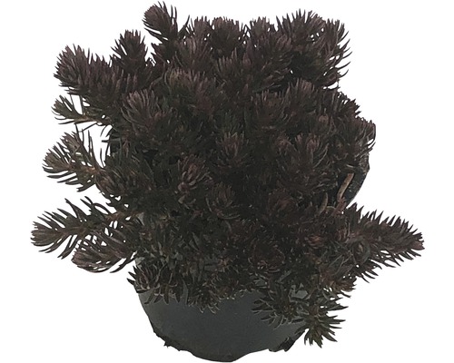 Rozchodník purpurový zasadený v kvetináči