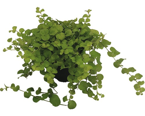 Drôtovec v kvetináči