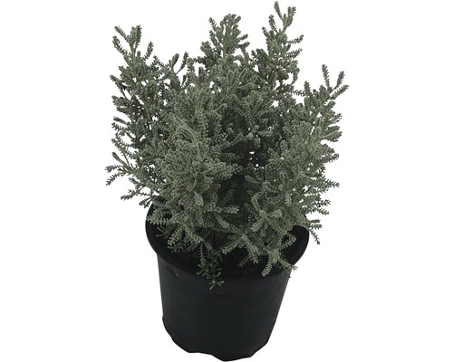 Šáter metlinatý v kvetináči