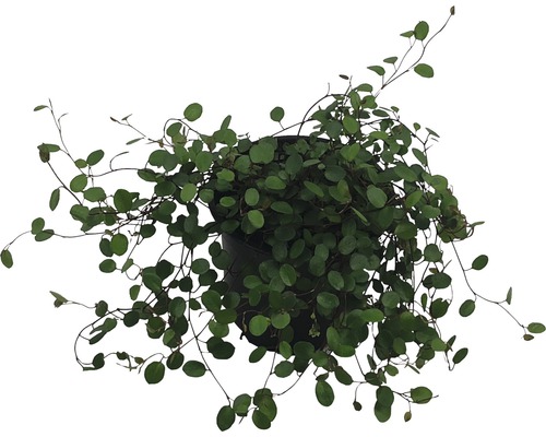 Rastlina Muehlenbeckia v kvetináči