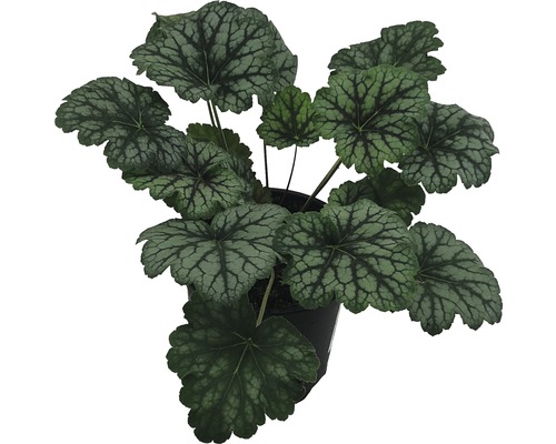 Okrasná trvalka v kvetináči