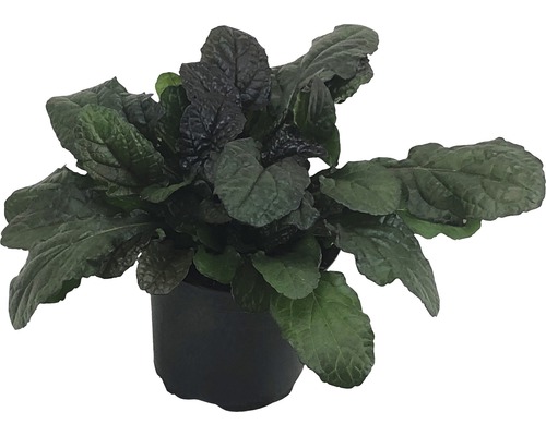 Zbehovec v kvetináči